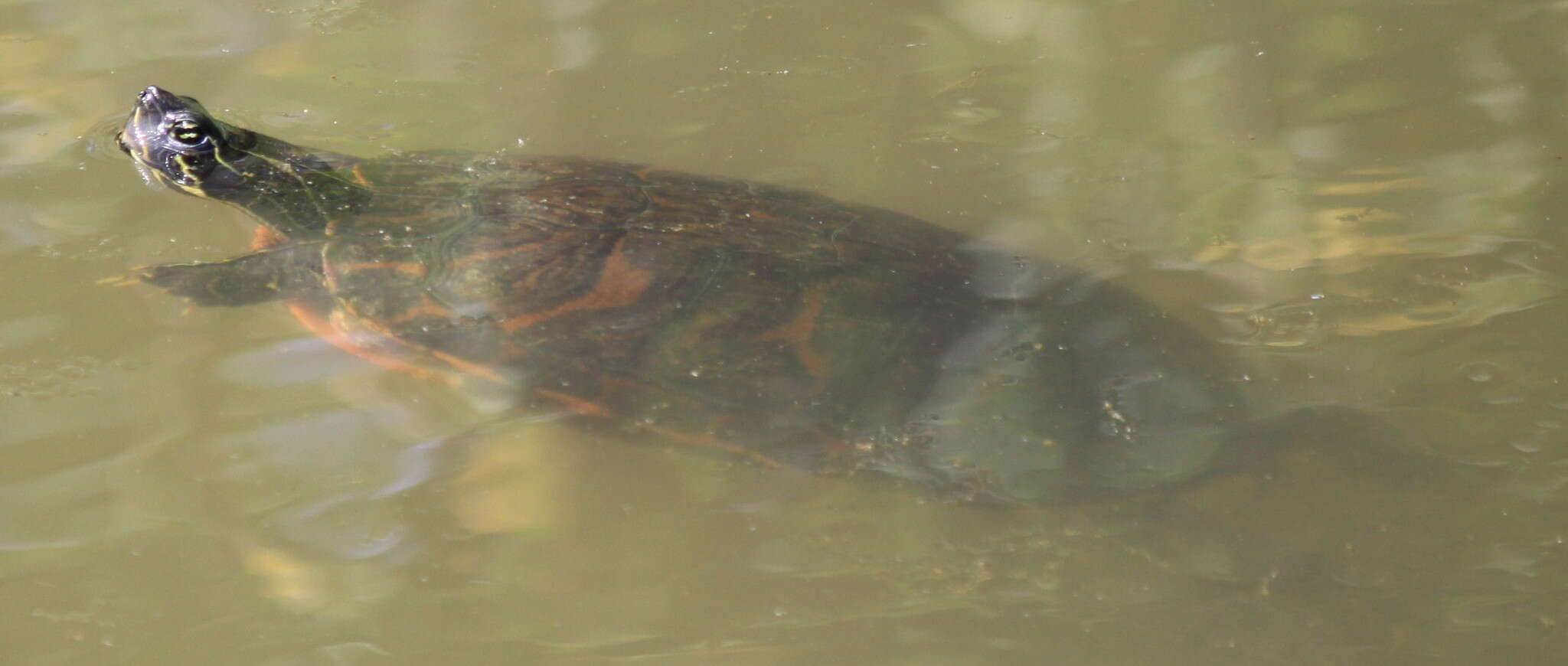 Pseudemys rubriventris (Le Conte 1830) resmi