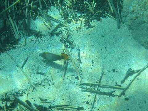 Image of Fantail filefish