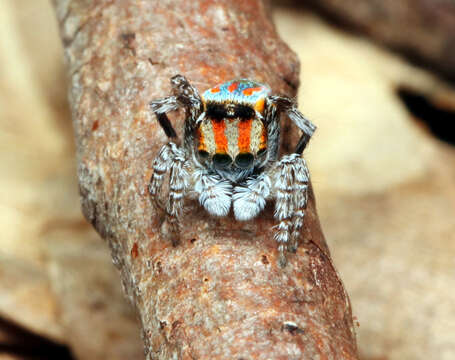 Image of Maratus volans (O. Pickard-Cambridge 1874)