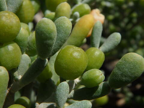 Image de Tetraena fontanesii (Webb & Berthel.) Beier & Thulin