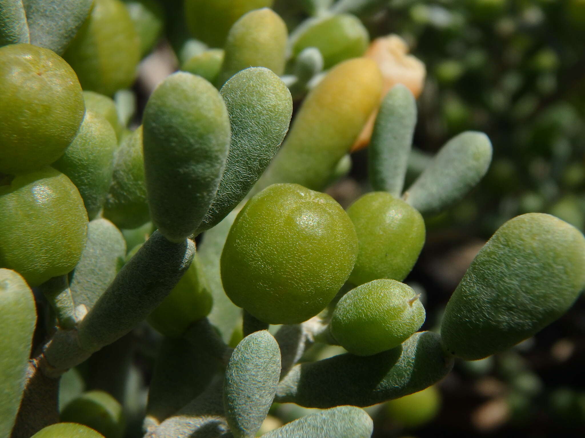 Image of Tetraena fontanesii (Webb & Berthel.) Beier & Thulin