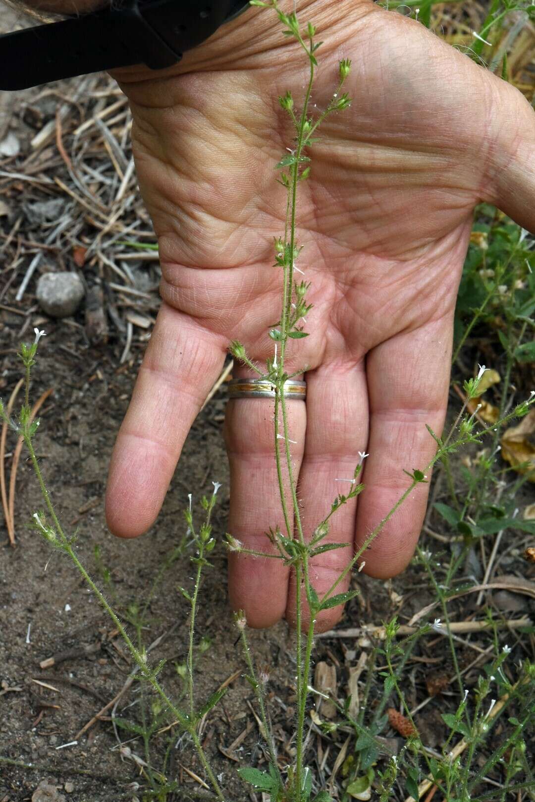 Plancia ëd Allophyllum integrifolium (A. Brand) A. D. & V. E. Grant