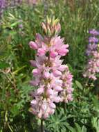 Image of <i>Lupinus <i>microcarpus</i></i> var. microcarpus