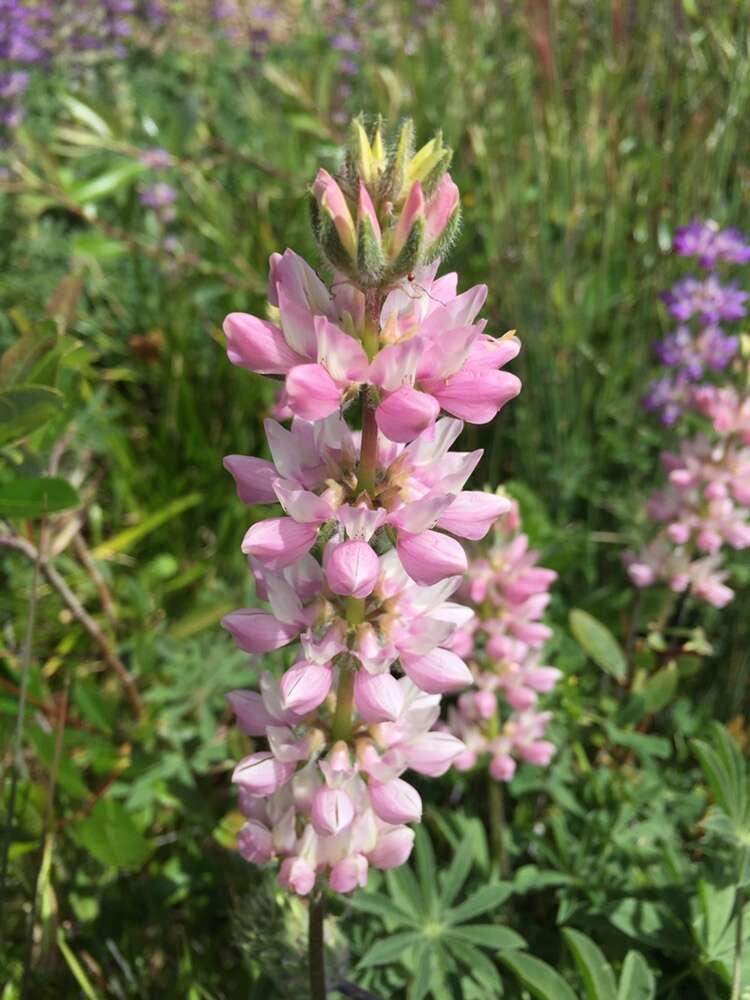 Image of <i>Lupinus <i>microcarpus</i></i> var. microcarpus