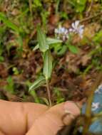 Image of wild blue phlox