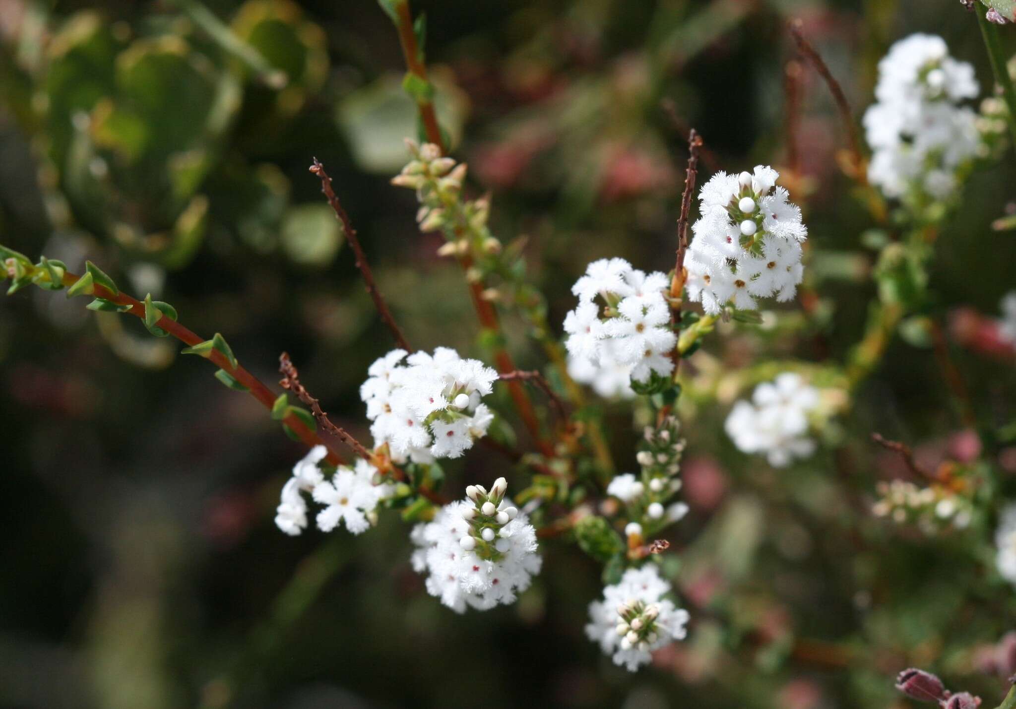 Image of Leucopogon glabellus R. Br.