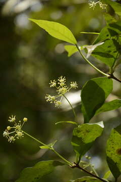 Image of Blachia umbellata (Willd.) Baill.