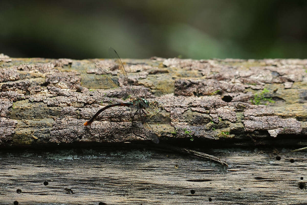 Image of Ochre-tipped Darner