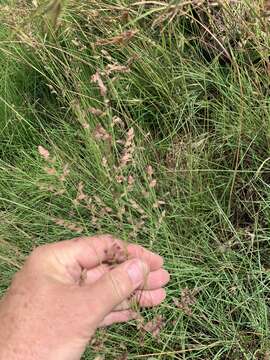 Plancia ëd Eragrostis capensis (Thunb.) Trin.