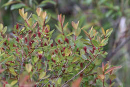 Salix pedicellaris Pursh的圖片