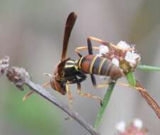 Image of Polistes dorsalis dorsalis