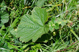 Image of Geum pyrenaicum Miller