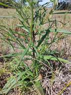 Image of Xerochrysum bracteatum (Vent.) Tzvelev