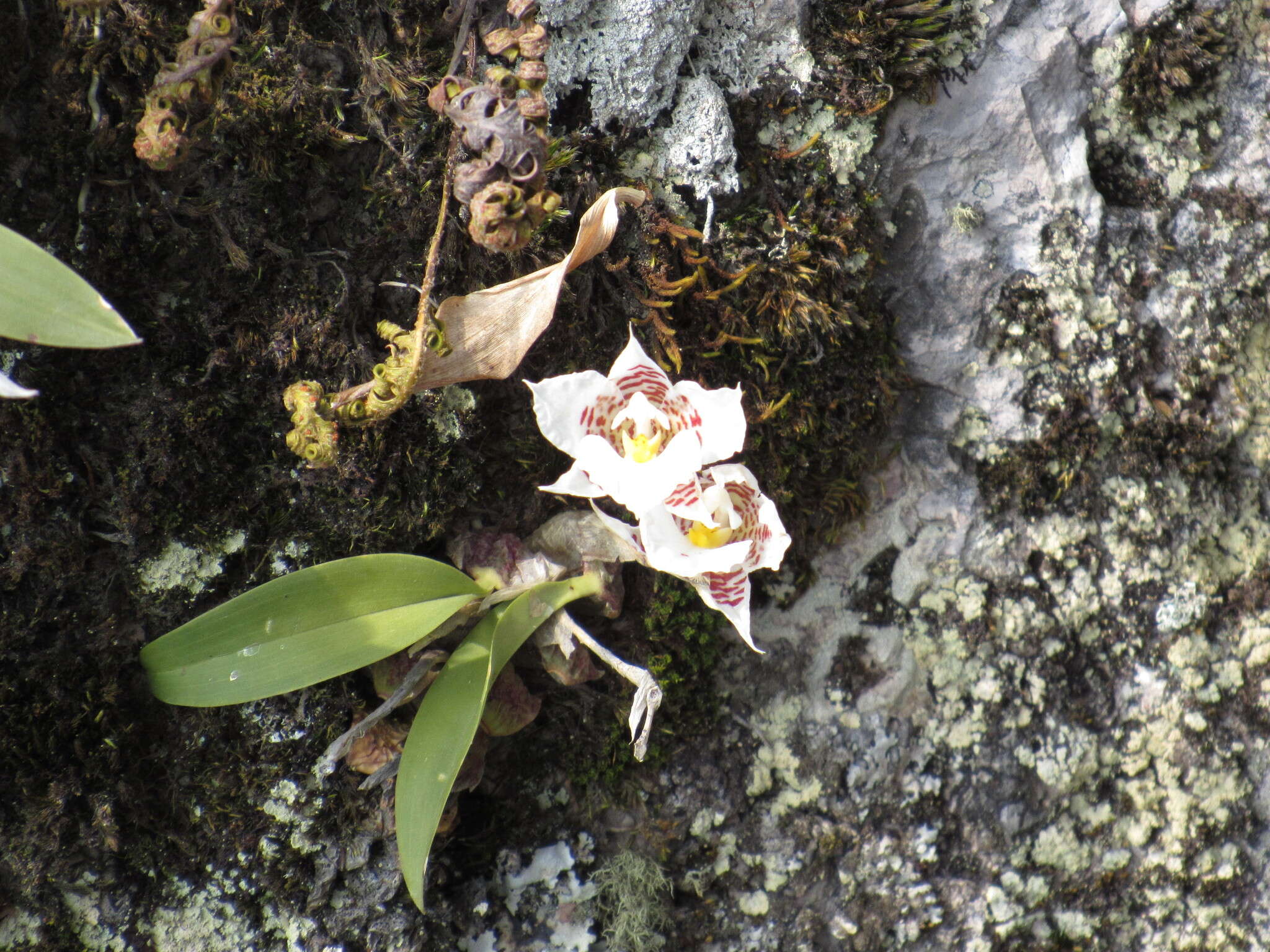 Image of Rhynchostele cervantesii (Lex.) Soto Arenas & Salazar