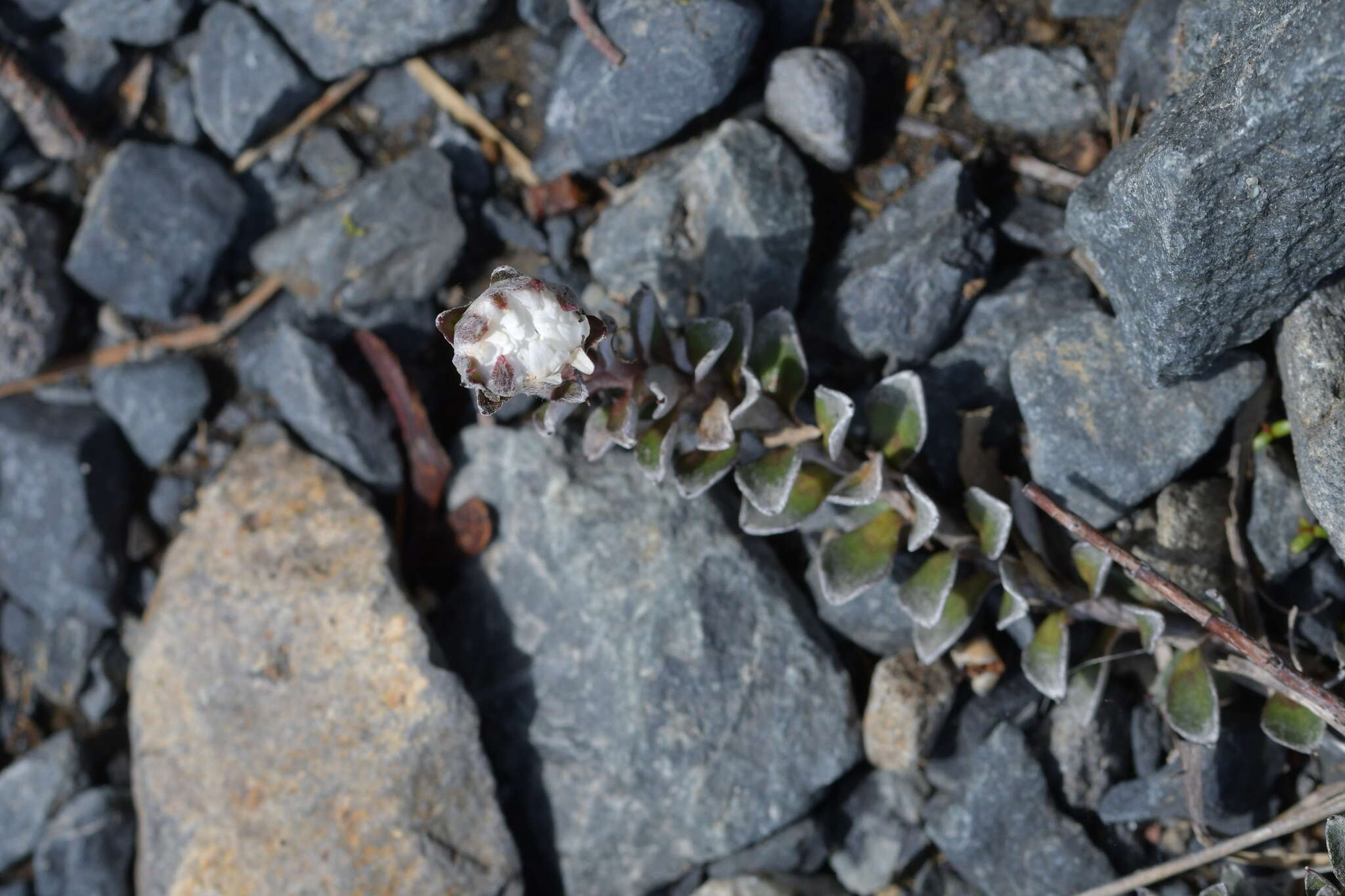 Plancia ëd Anaphalioides alpina (Cockayne) D. Glenny