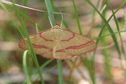 Rhodostrophia calabra Petagna 1787 resmi