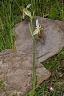 Image of Ophrys argolica subsp. lesbis (Gölz & H. R. Reinhard) H. A. Pedersen & Faurh.