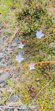 Image of Wahlenbergia pygmaea subsp. pygmaea