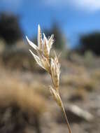 Image of Rytidosperma maculatum (Zotov) Connor & Edgar