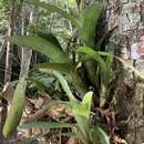 Image of Aechmea nudicaulis var. aequalis L. B. Sm. & Reitz