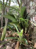 Aechmea nudicaulis var. aequalis L. B. Sm. & Reitz的圖片