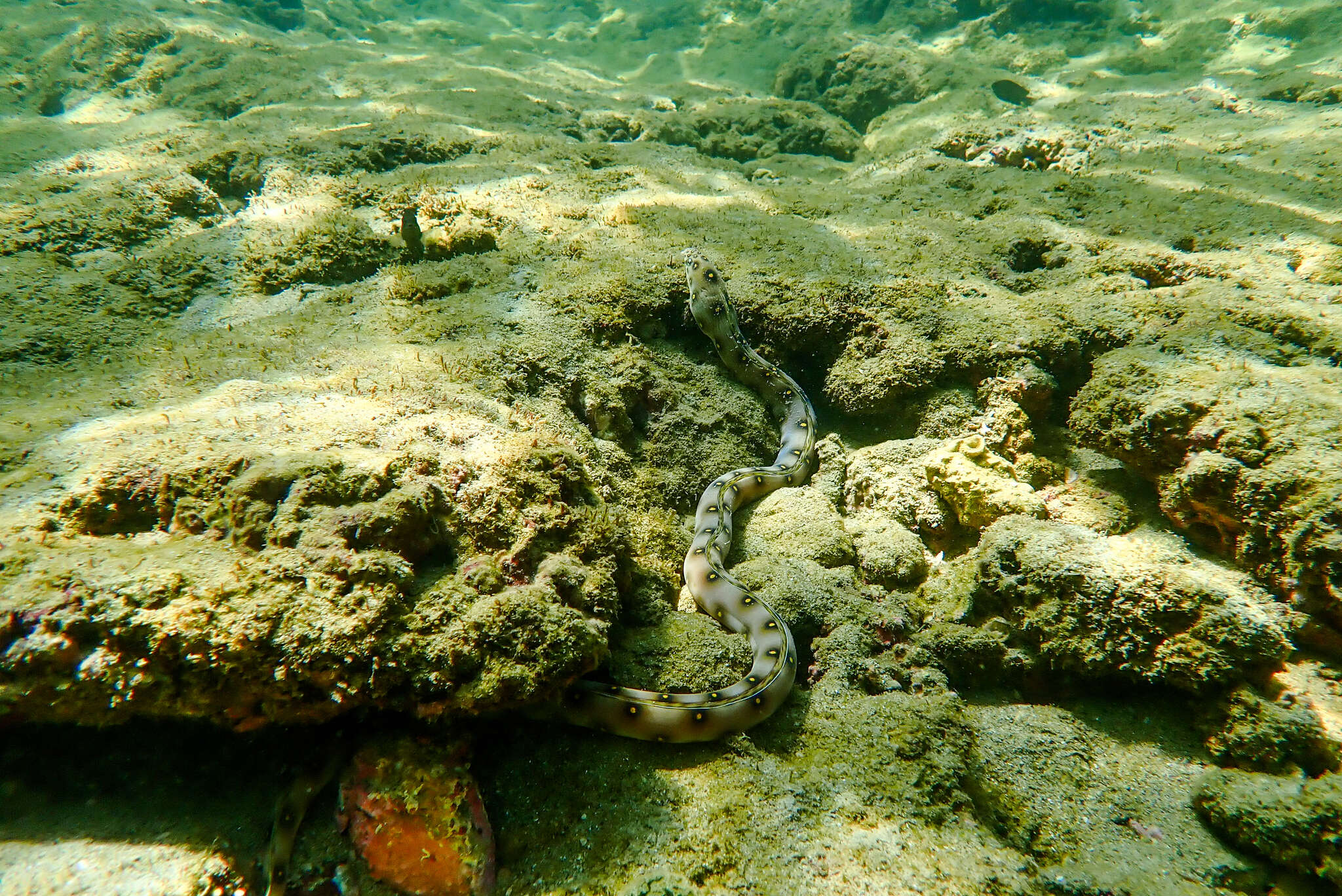 Image of Dark-spotted Snake Eel