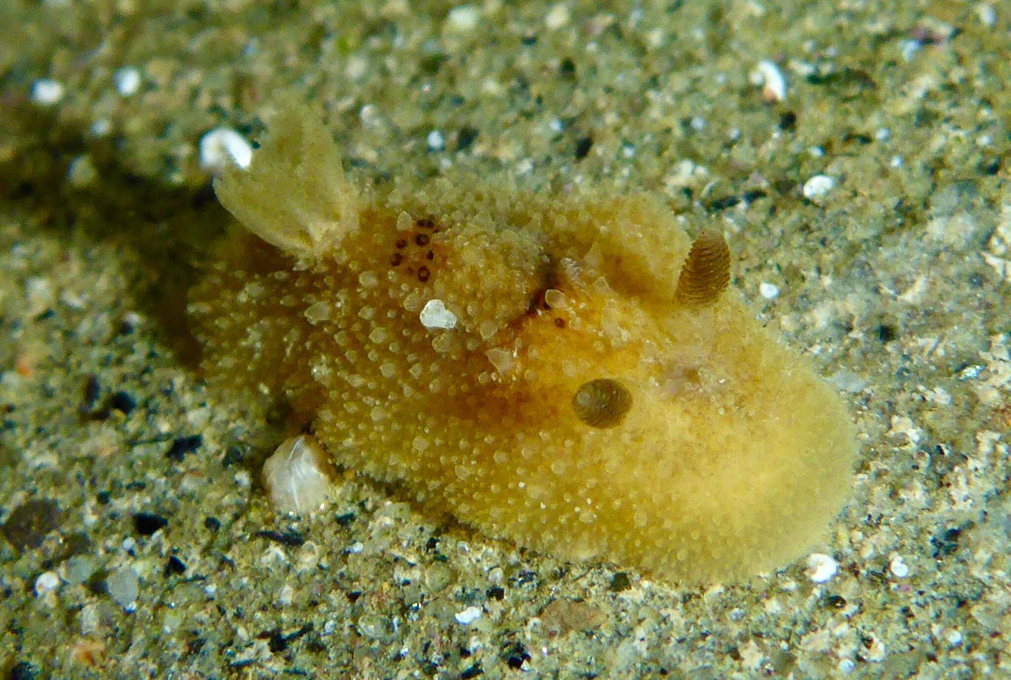 Image of Thordisa bimaculata Lance 1966