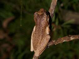 Image of Litoria watsoni