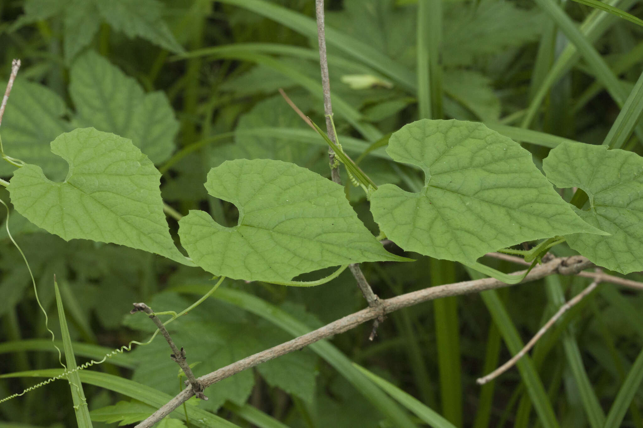 Sivun Schizopepon bryoniifolius Maxim. kuva