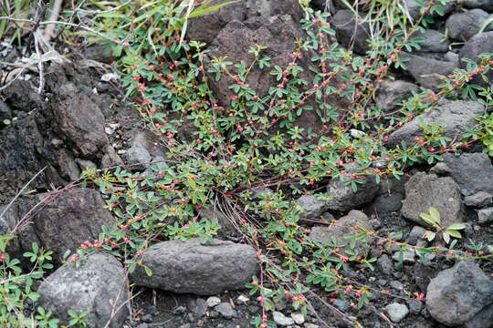 Indigofera trifoliata L.的圖片