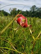 Image of Sandhills Lily