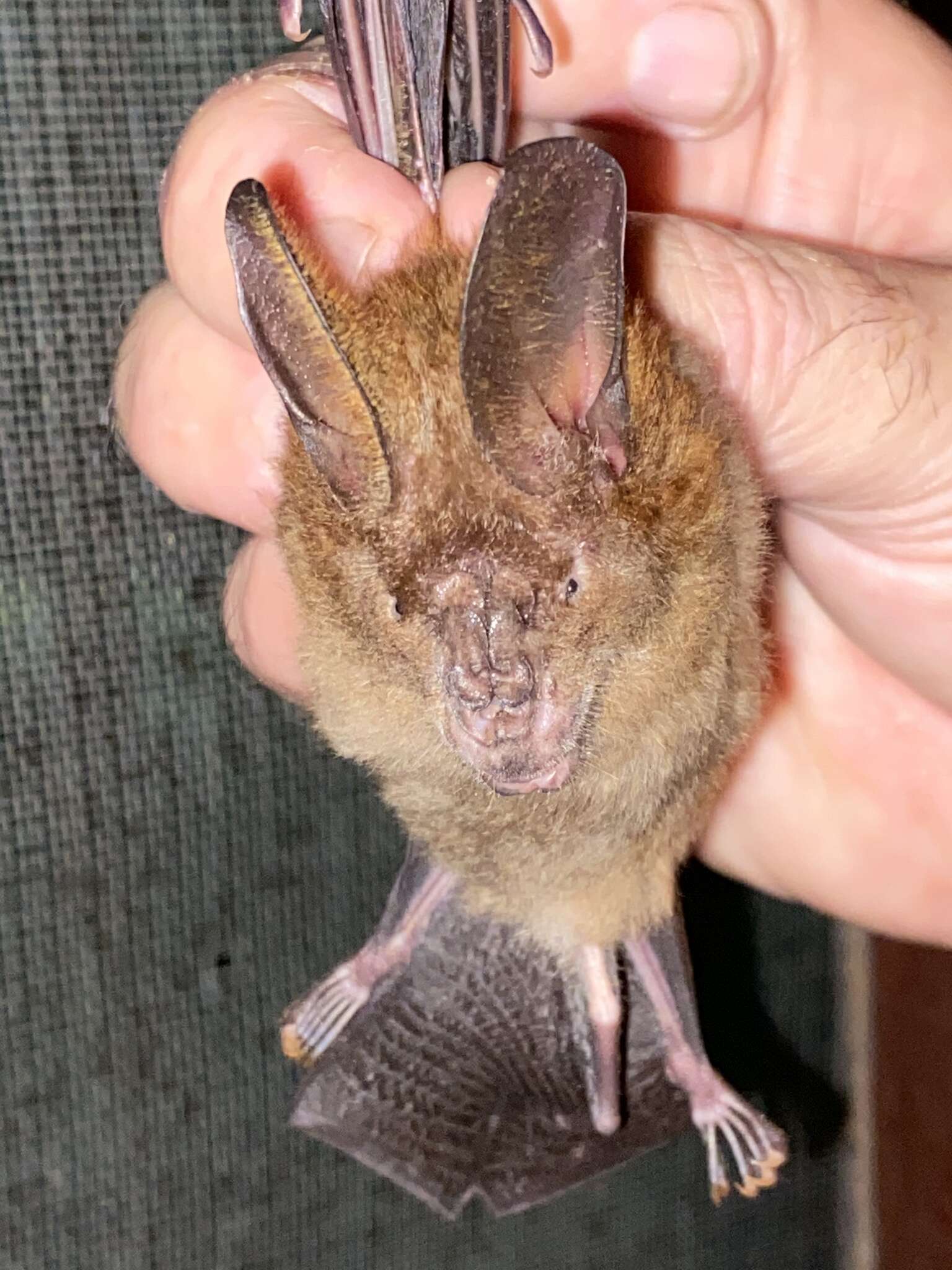 Image of Large Slit-faced Bat