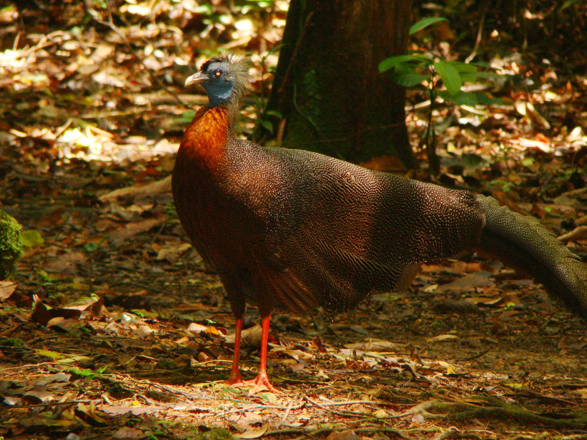 Image of Argusianus Gray & GR 1849