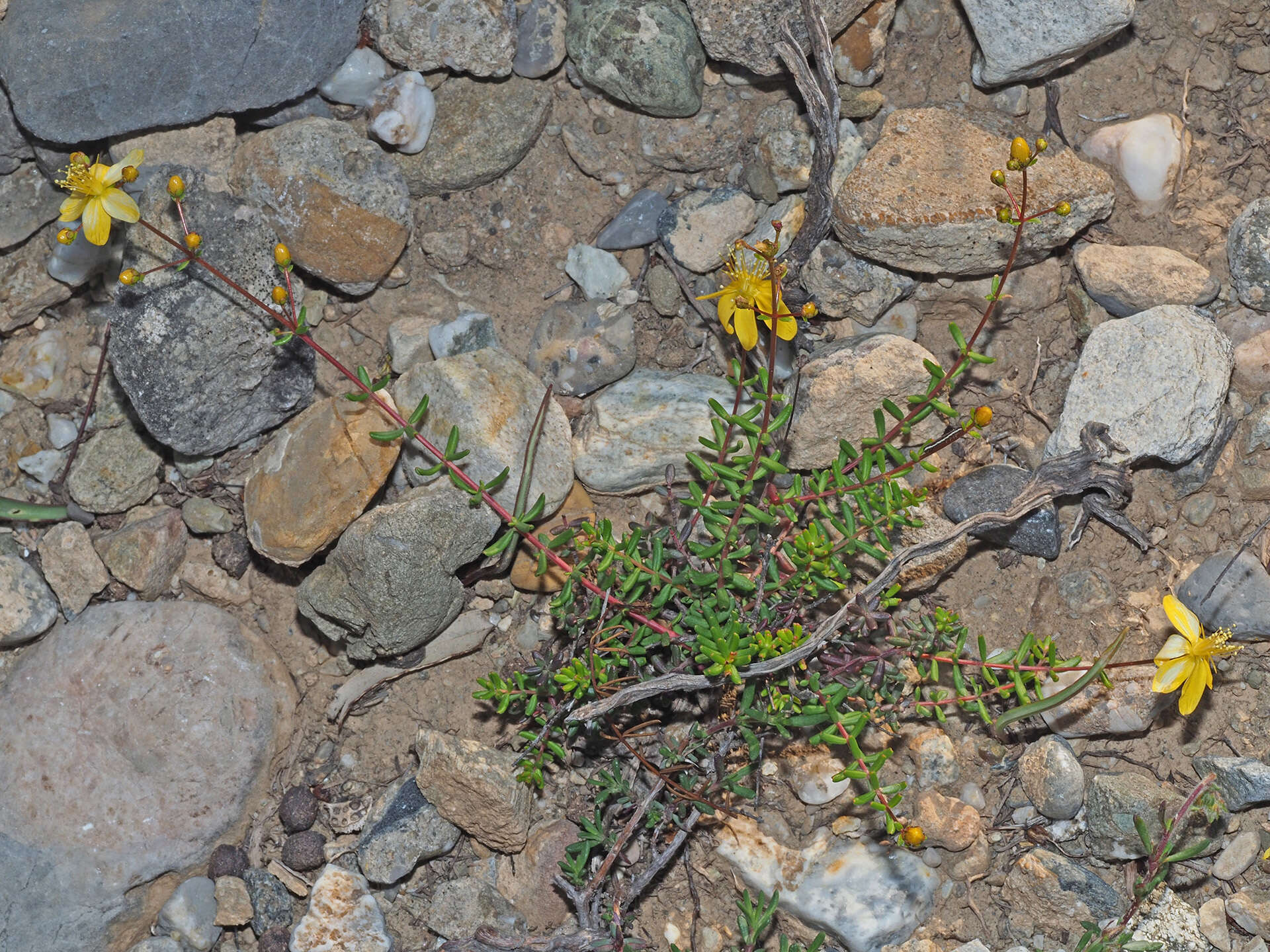 Image de Hypericum empetrifolium subsp. empetrifolium