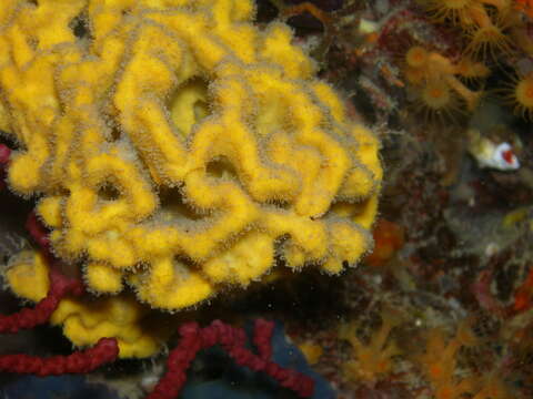 Image of crumpled duster sponge