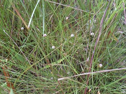 Image de Lachnocaulon digynum Körn.