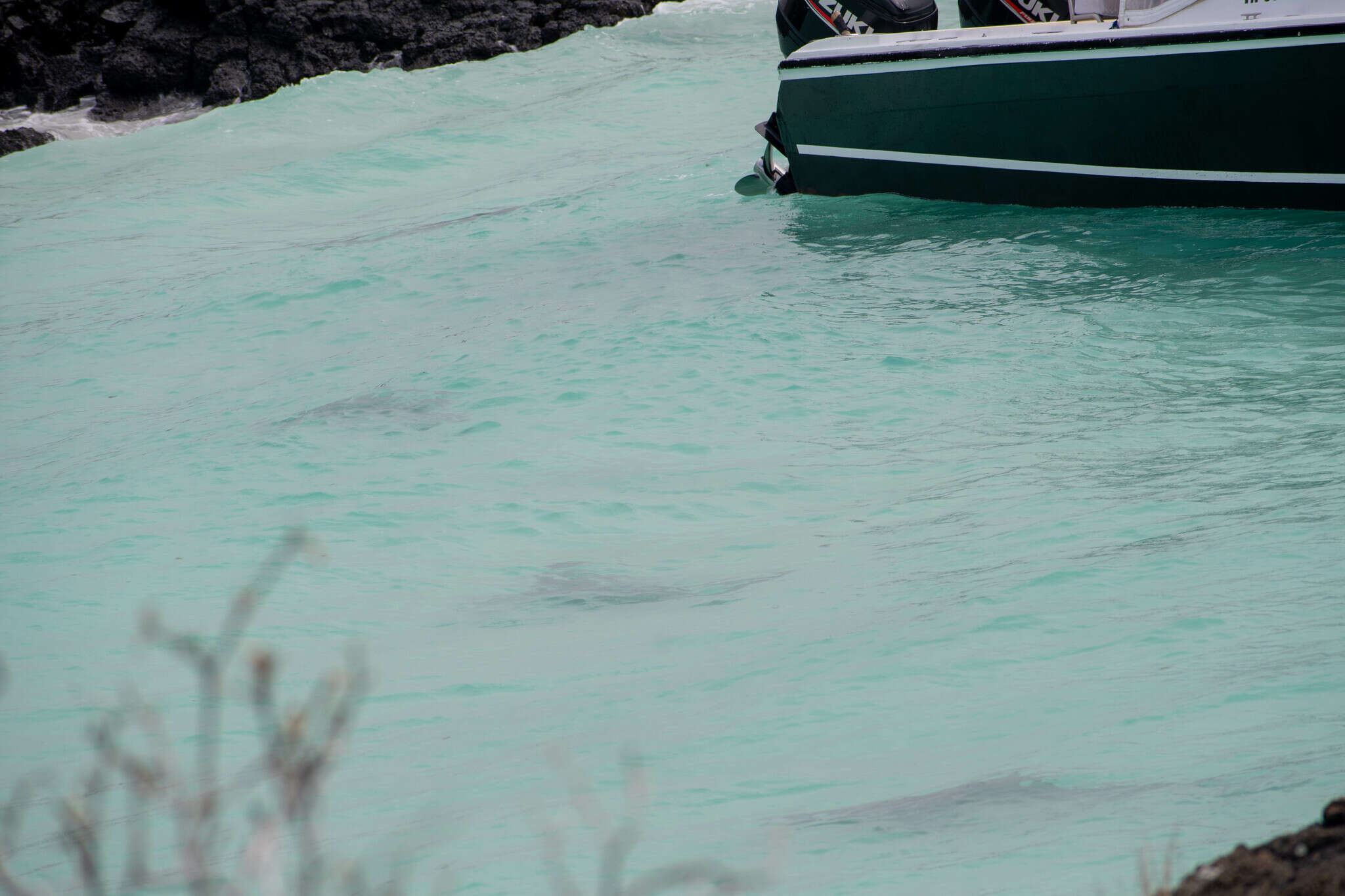 Image of Galapagos Shark