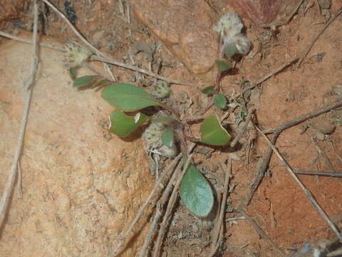 Ptilotus aervoides (F. Müll.) F. Müll.的圖片