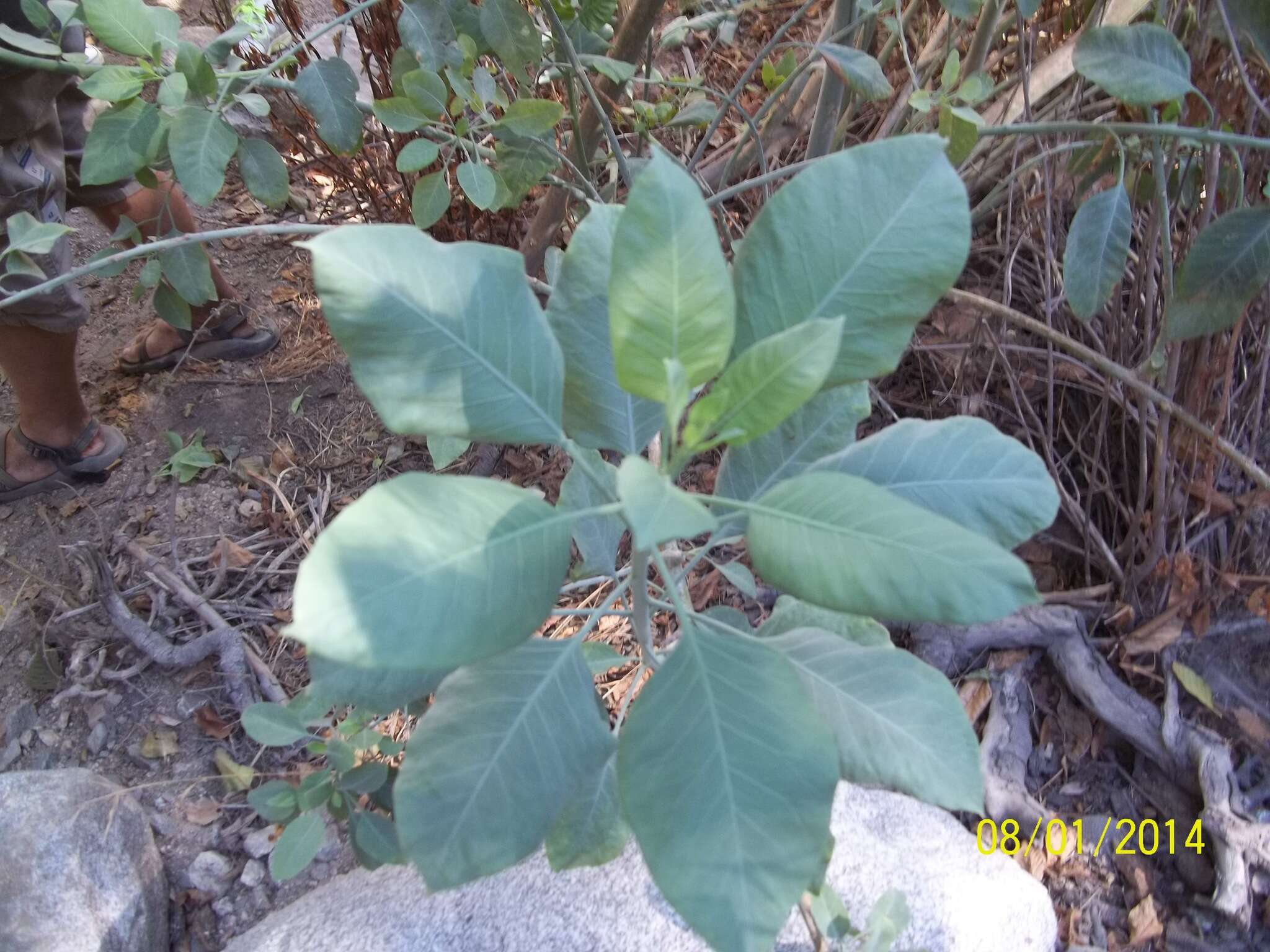 Image of tree tobacco