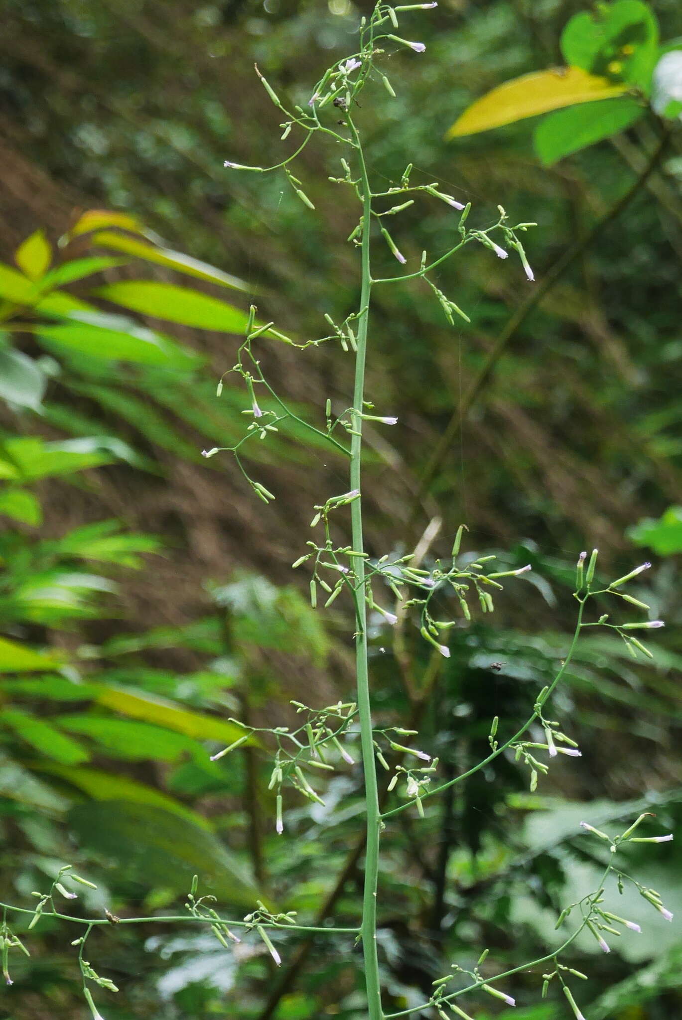 Image of Paraprenanthes sororia (Miq.) C. Shih