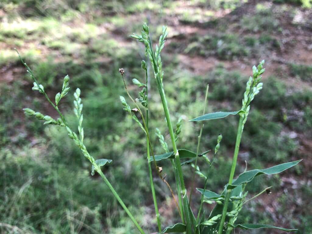 Plancia ëd Brachiaria foliosa (R. Br.) Hughes