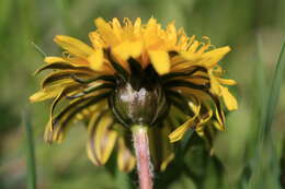 Plancia ëd Taraxacum palustre (Lyons) Symons