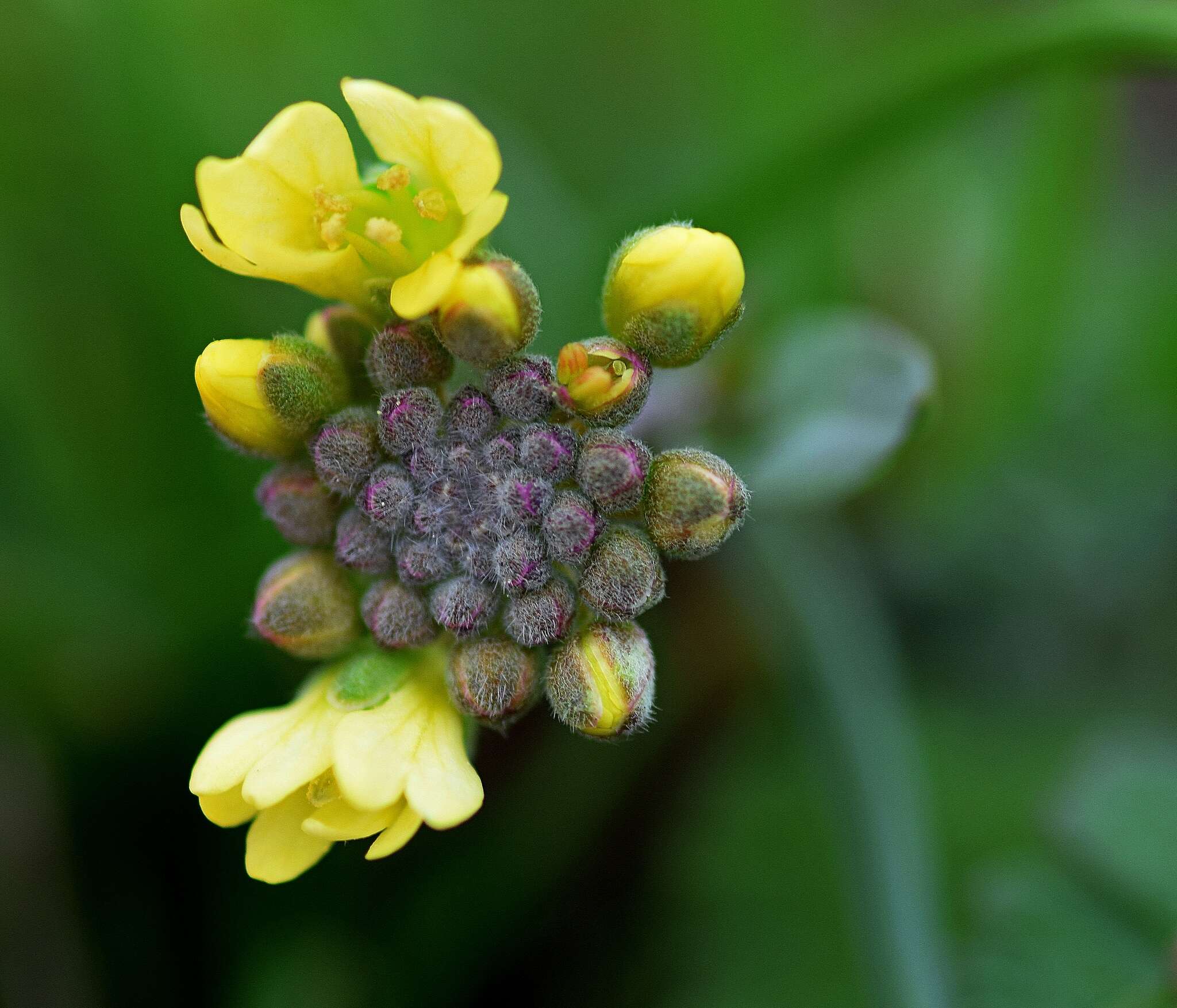 صورة Berteroa orbiculata DC.