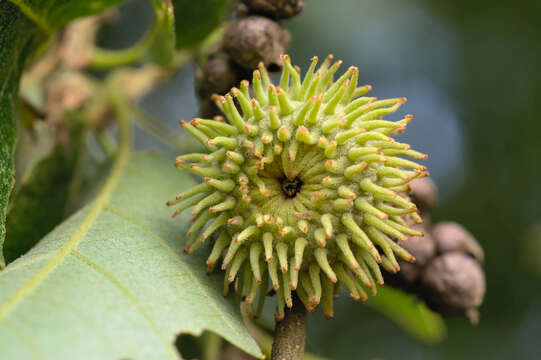 Image of European turkey oak