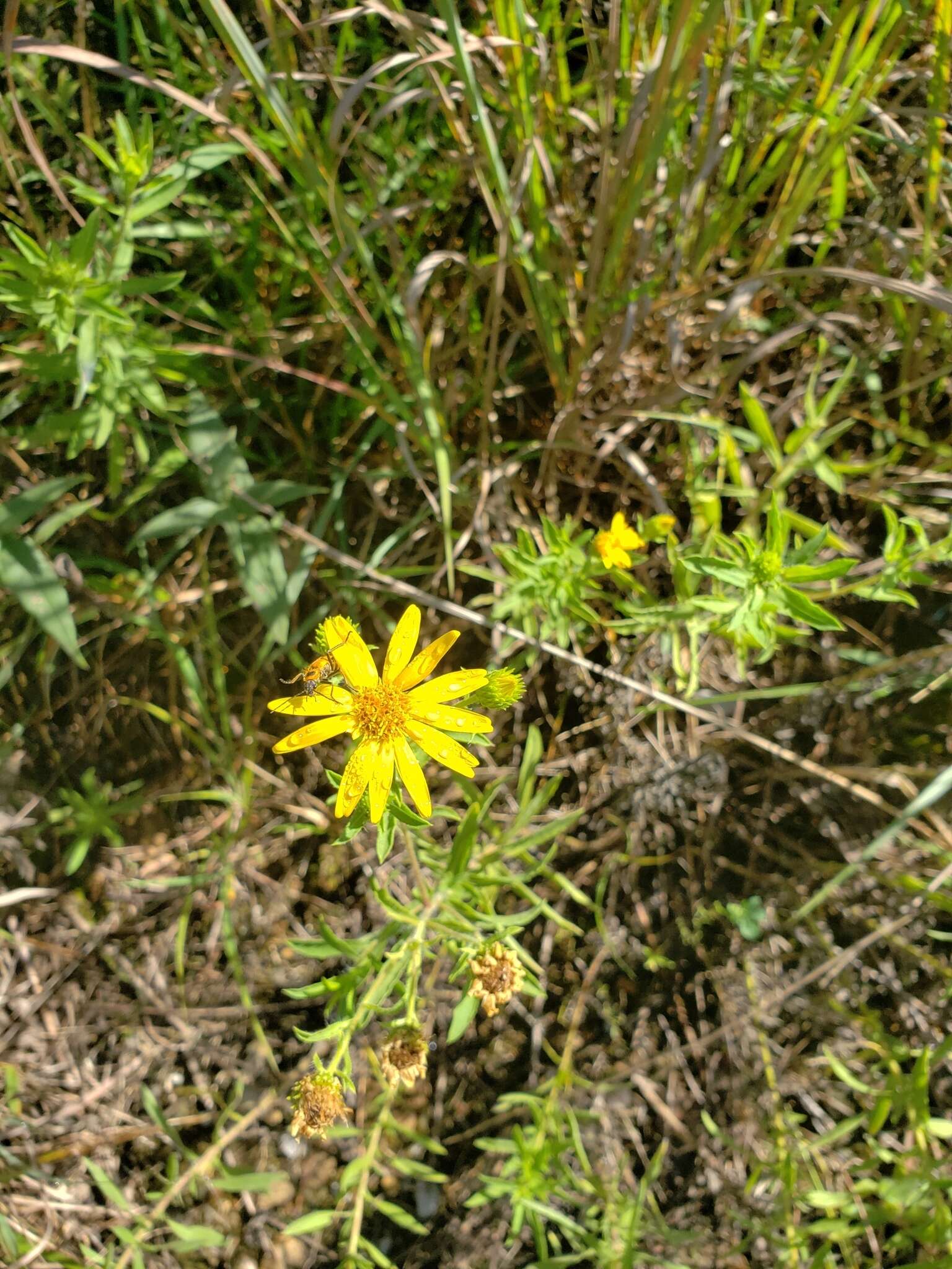 Image of lemonyellow false goldenaster