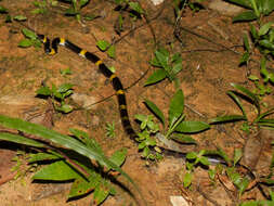 Image of Laos Wolf Snake