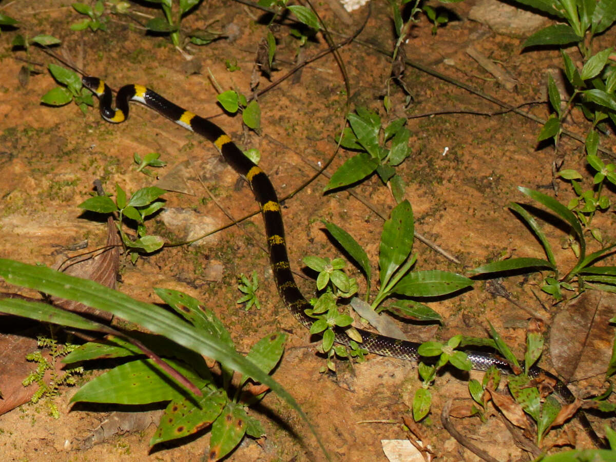 Image of Laos Wolf Snake