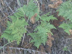 Imagem de Cheilanthes leucopoda Link