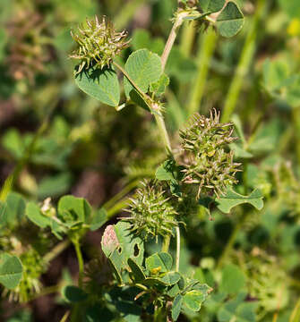 Image of Mediterranean medick