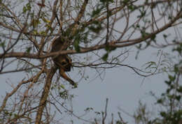 Plancia ëd Alouatta caraya (Humboldt 1812)